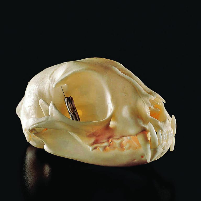 Cat Skull