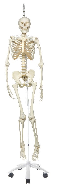 3B Scientific® Functional Physiological Skeleton