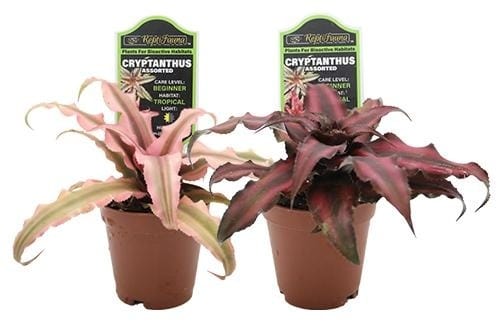 ReptiFauna Bioactive Plants