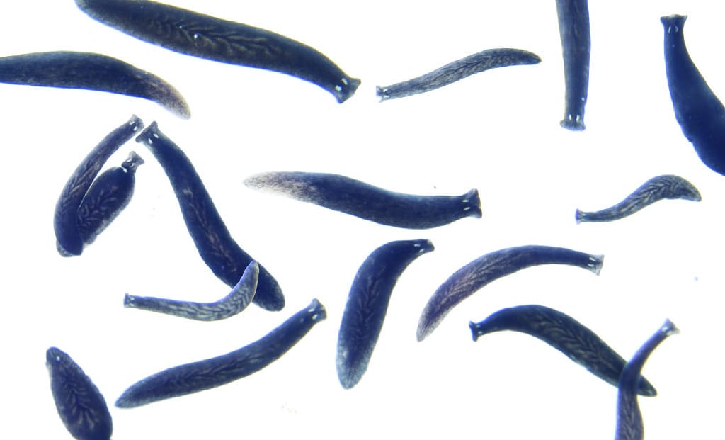 Ward’s® Live Black Planaria (Phagocata gracilis)