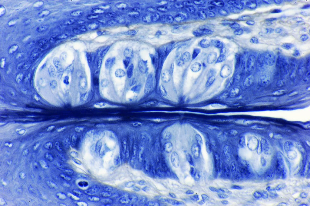 Gustatory Epithelium Slide