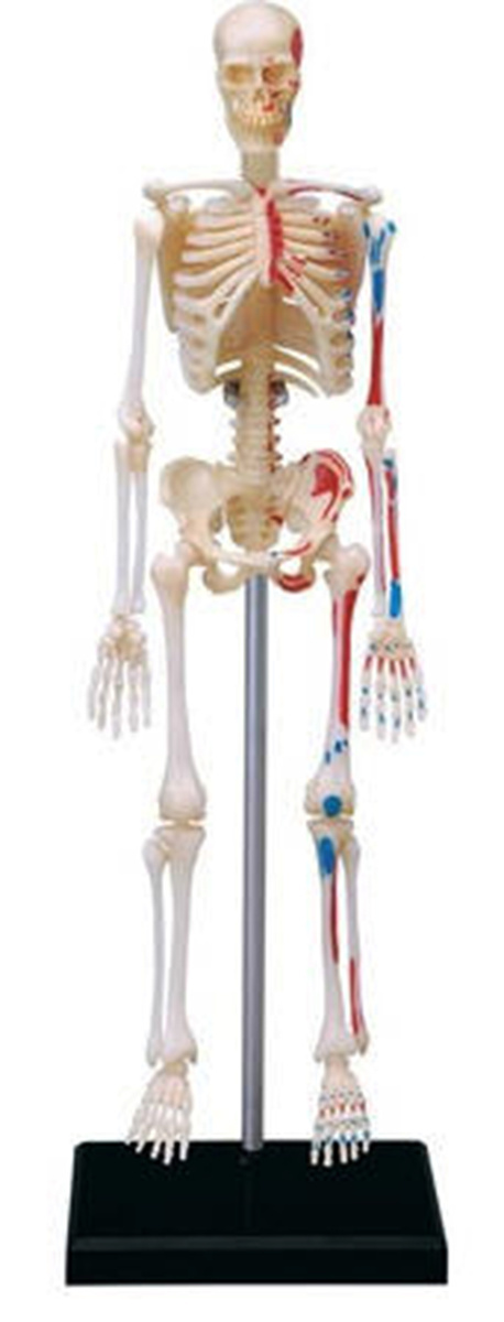 4D Anatomy Models