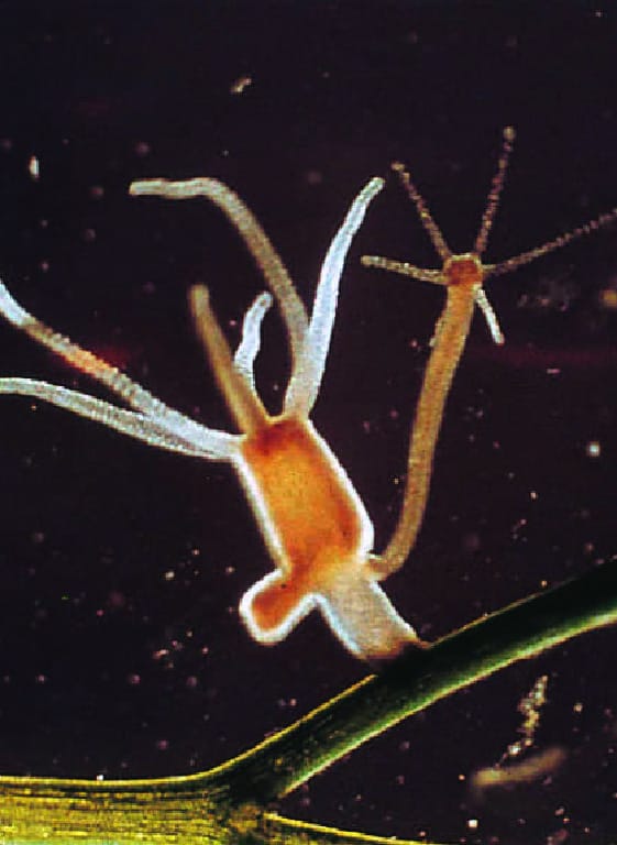 Ward's® Live Brown Hydra (Hydra littoralis)