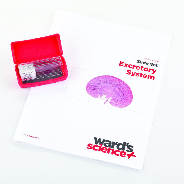 Urinary System Slide Set