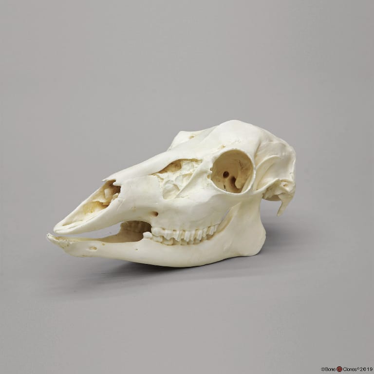 BoneClones® Animal Skulls, Mammals