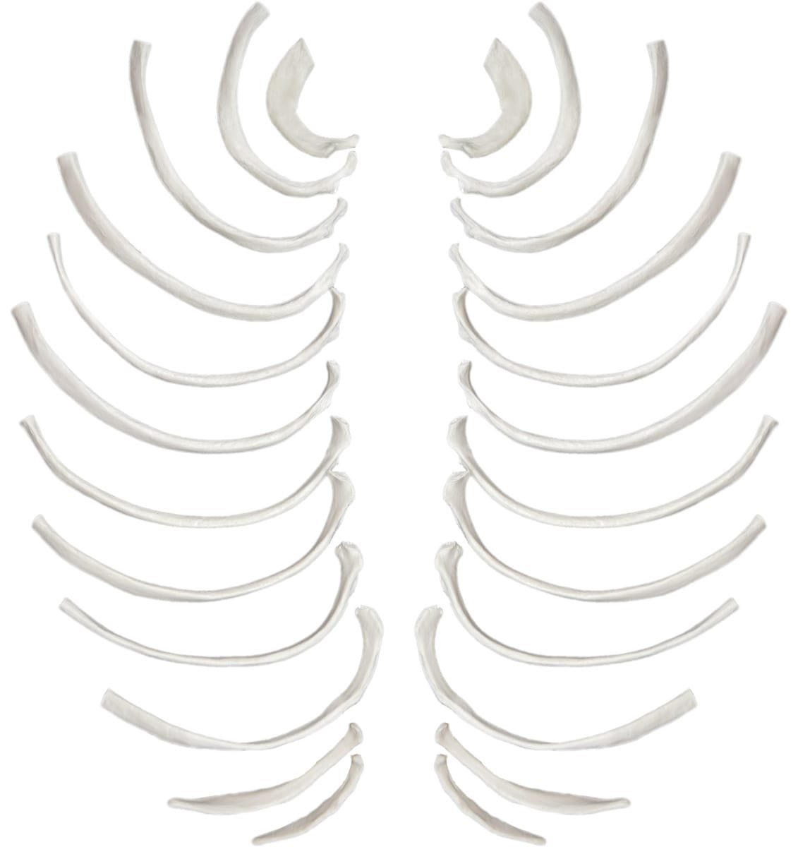 Eisco® Individual Bones