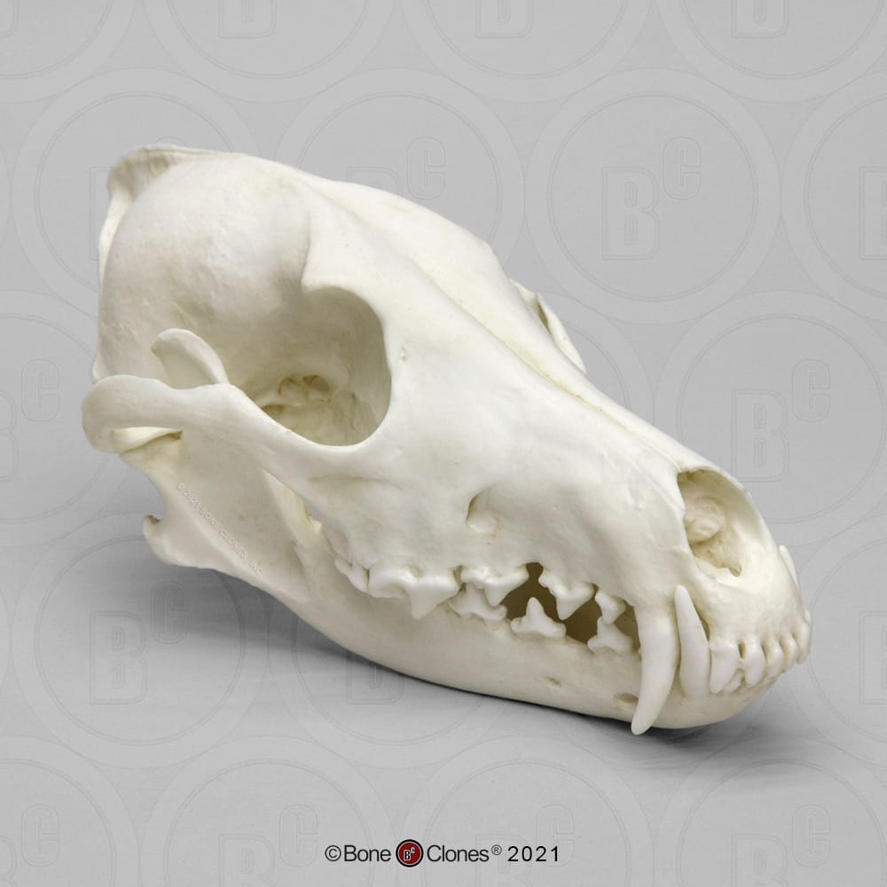 BoneClones® Animal Skulls, Mammals
