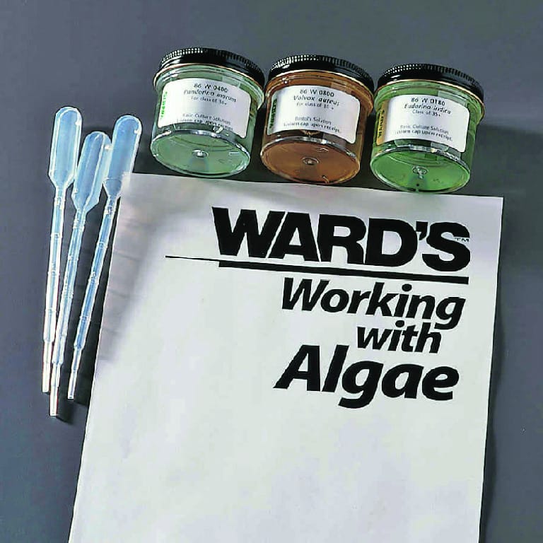 Ward's® Colonial Algae Set
