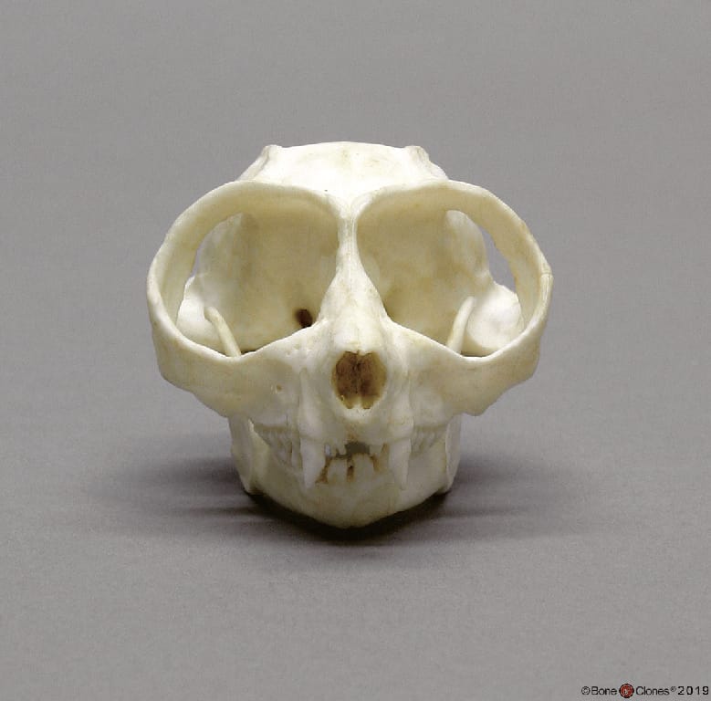 BoneClones® Animal Skulls, Primates