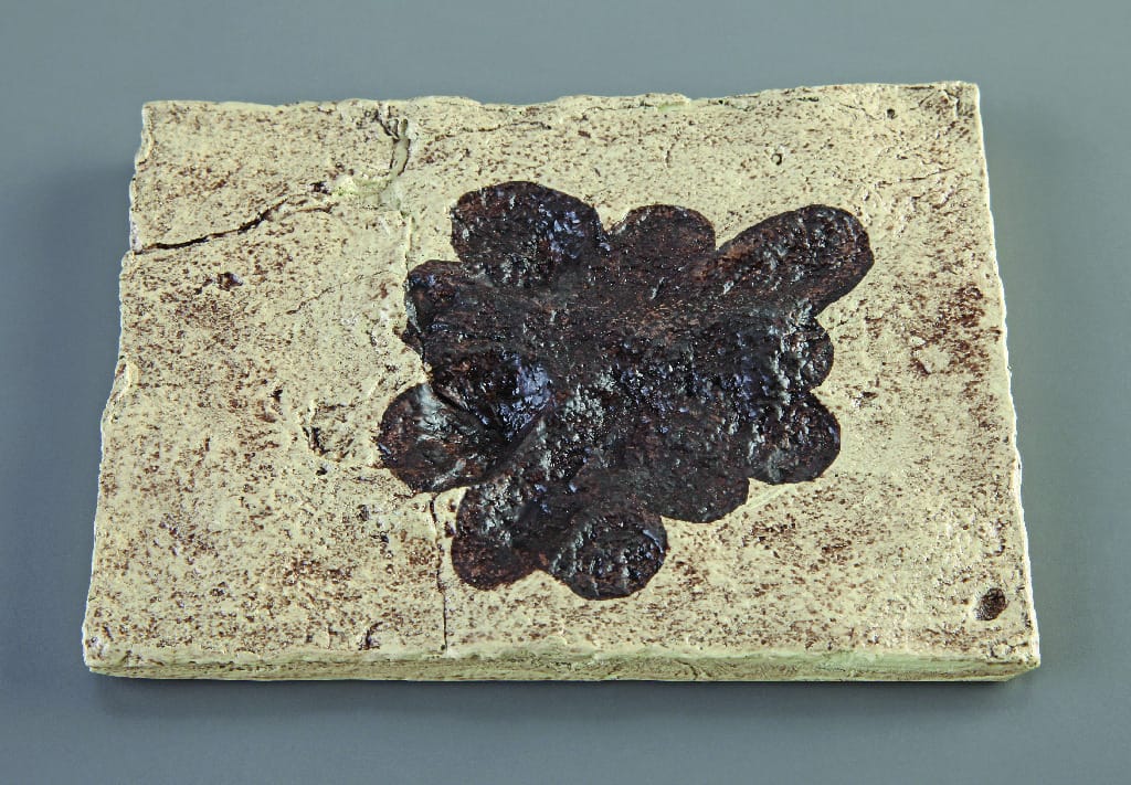 Ivesheadia species (Precambrian) Replica