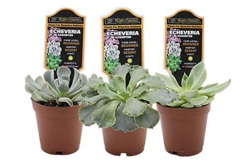 ReptiFauna Bioactive Desert Plants