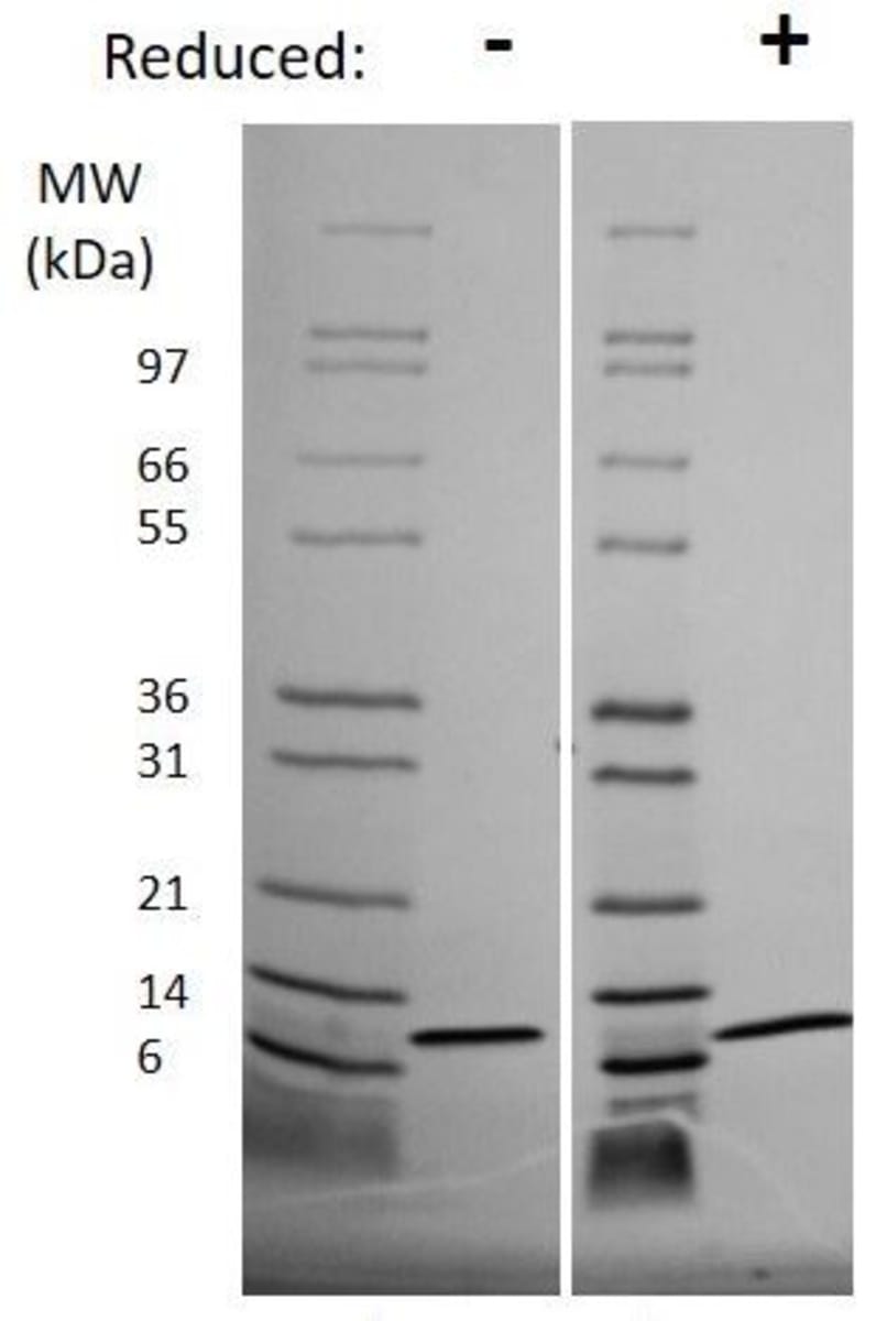 Pig Recombinant IL-8 (from E. coli) | VWR, part of Avantor