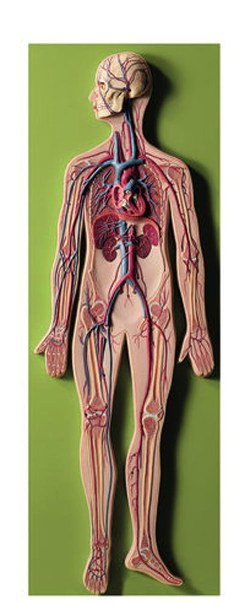 Somso® Circulatory System Model