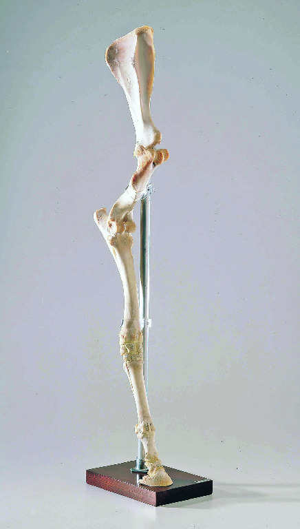Ward's® Mounted Horse Forelimb and Hind Limb