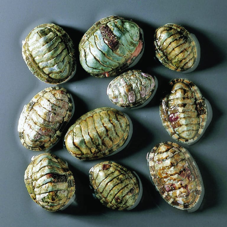 Small Chiton