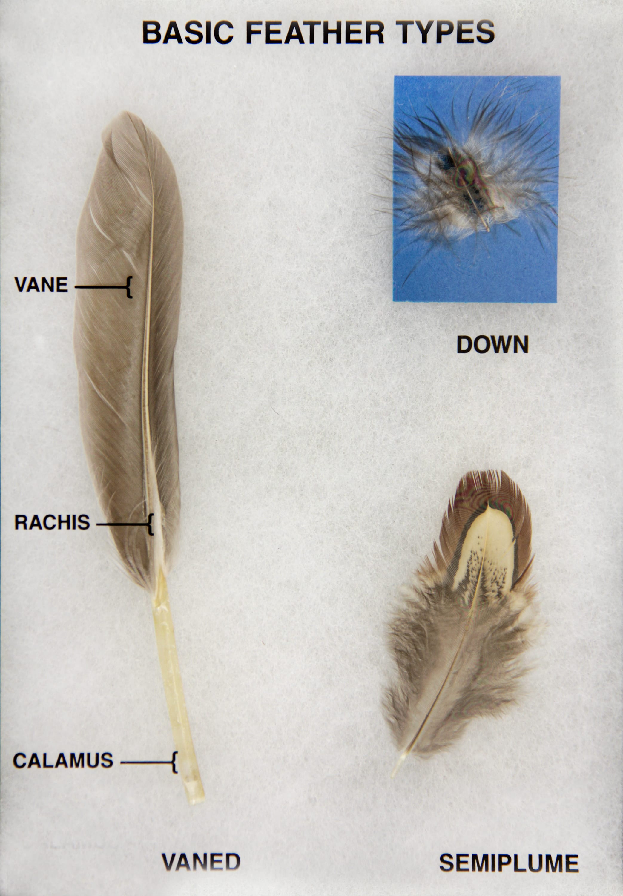 Basic Feather Riker Mount