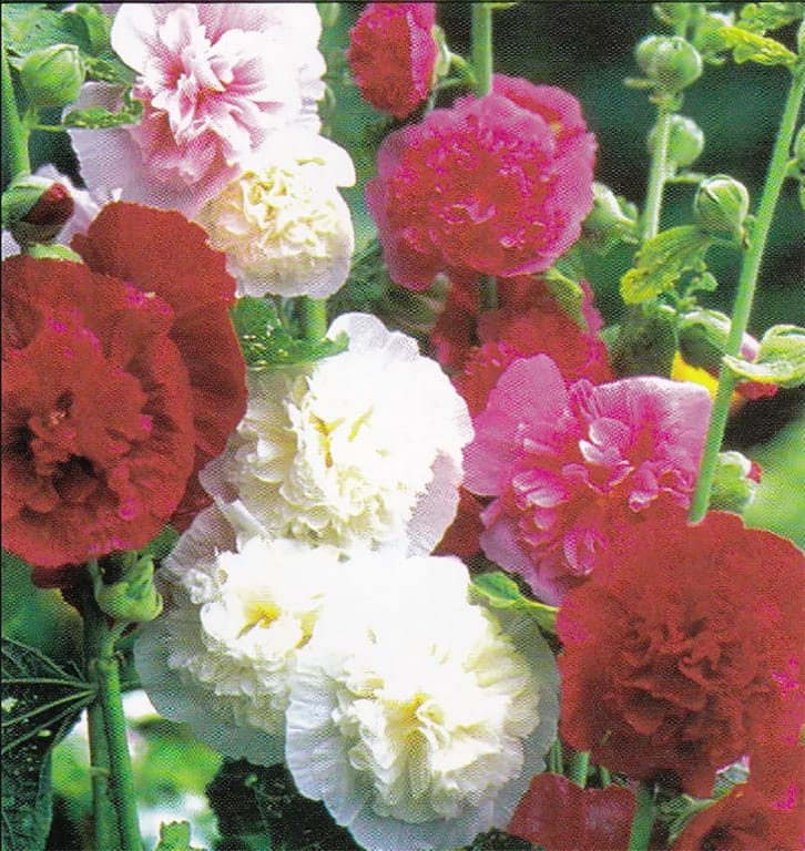 Viable Flower Seeds