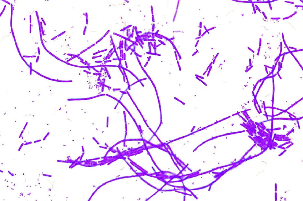 Ward's® Bacterial Form and Structure Slides