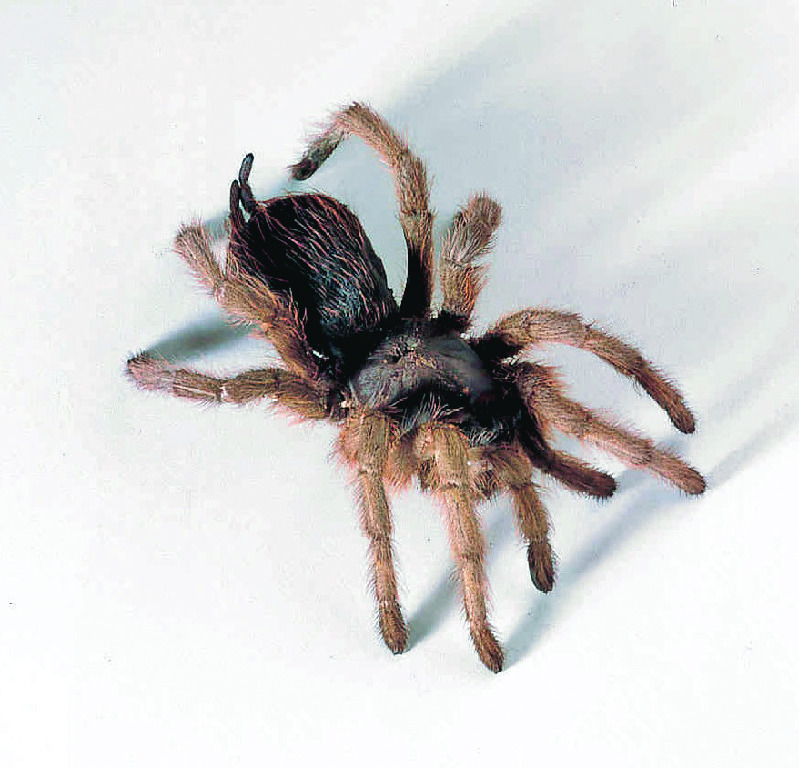 Ward's Tarantula