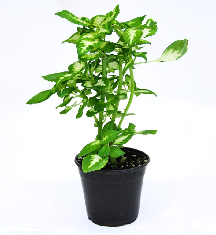 Coleus, White Variegated