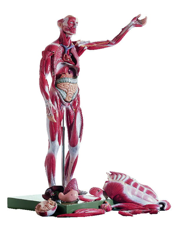 Somso® Full-Figure Muscular Human Anatomy Model