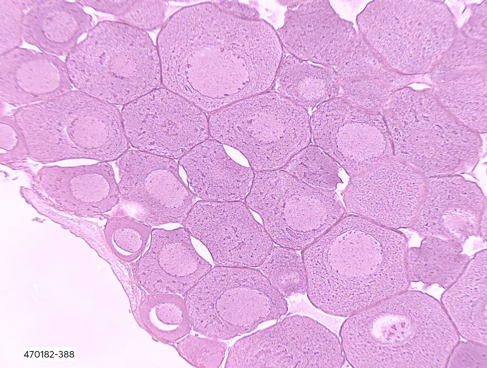 Ward's® Frog Anatomy Slides
