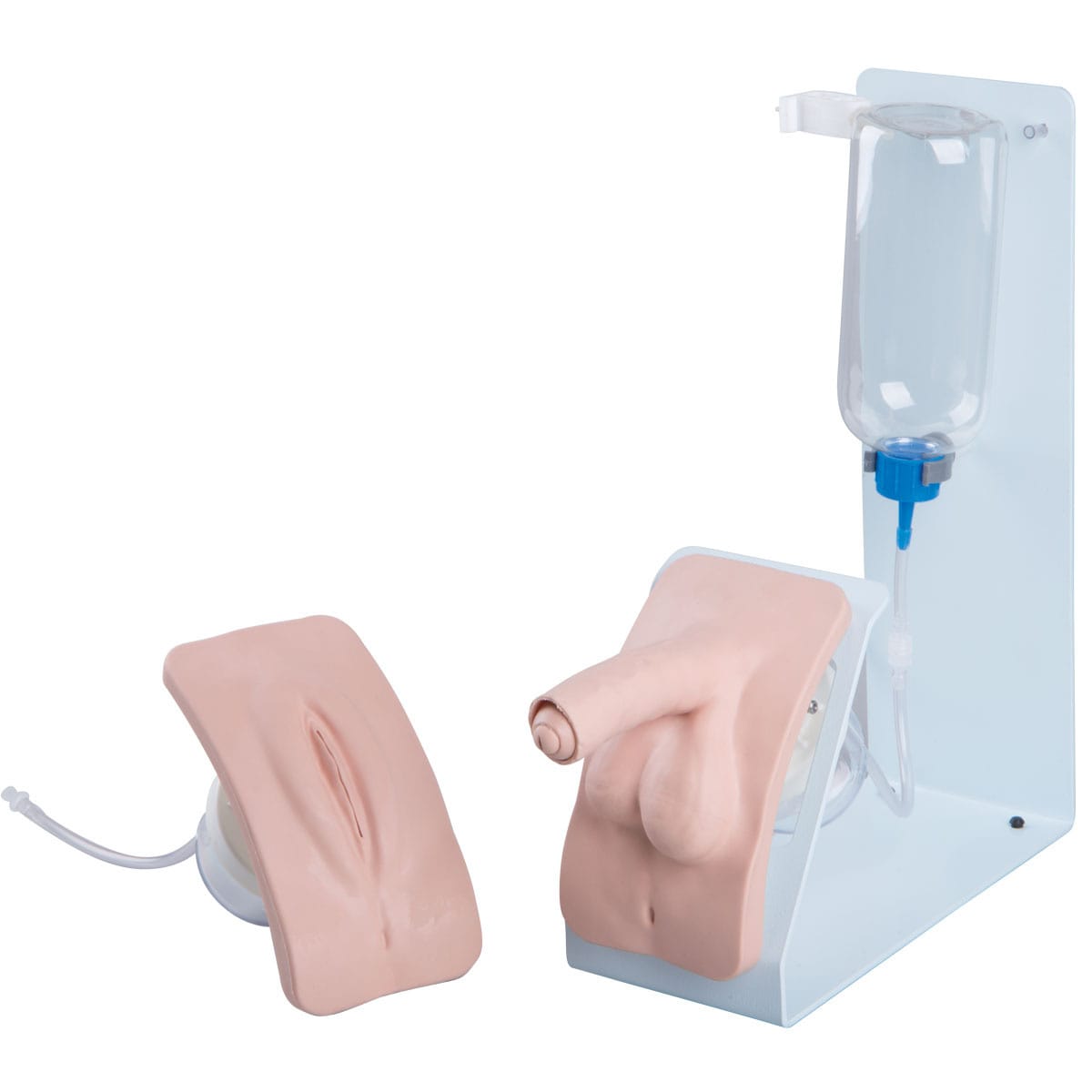 3B Scientific® Catheterization Trainers