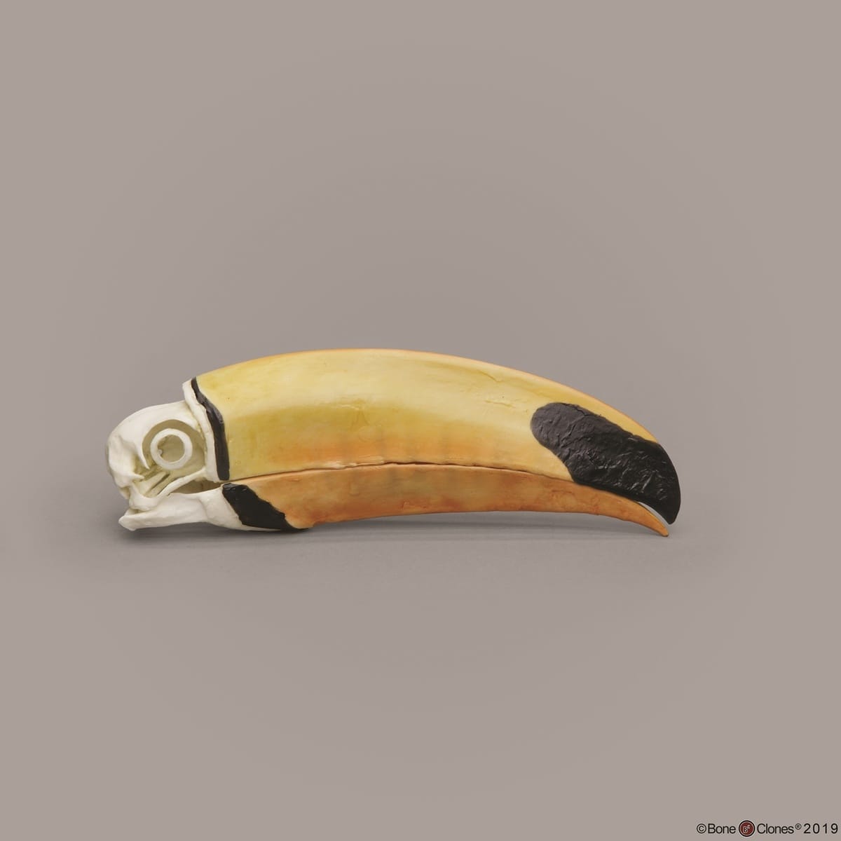 BoneClones® Animal Skulls, Avian