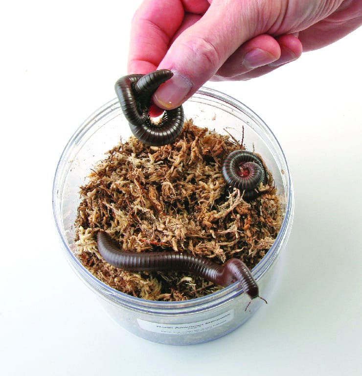 Ward's® Live North American Millipedes