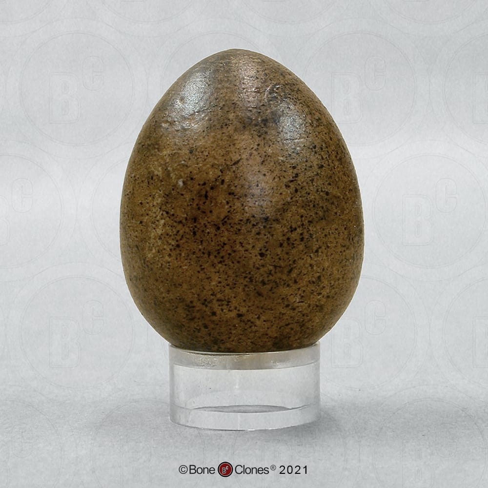 Bone Clones® North American Bird Eggs