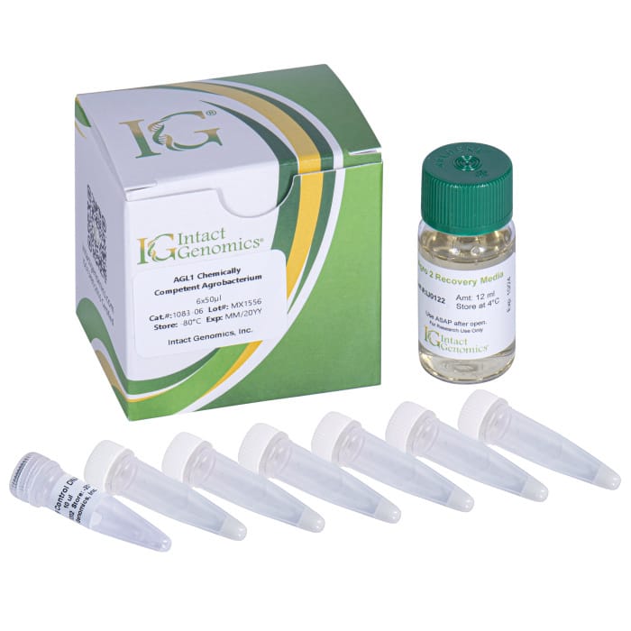 Agl1 Chemically Competent Agrobacterium, Intact Genomics | VWR, part of ...