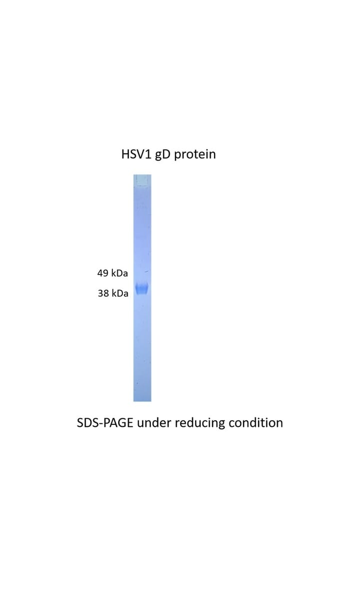Herpes simplex virus (HSV) (Serotype 1) gD protein (from Insect cells ...