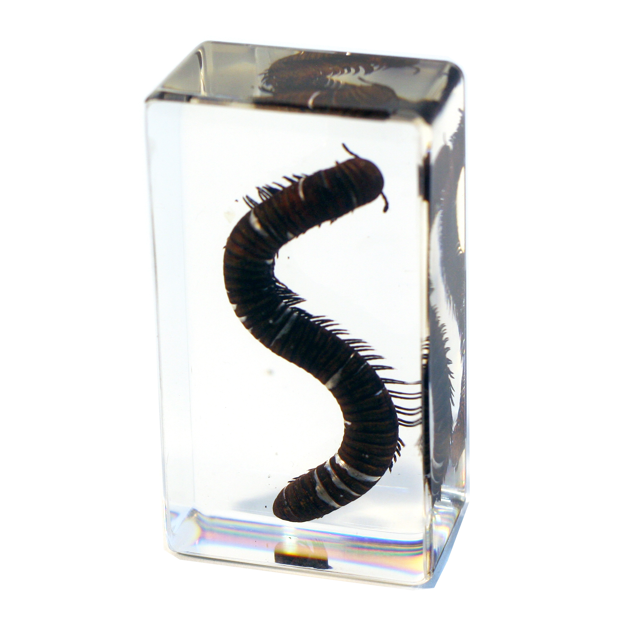 Millipede Plastomount