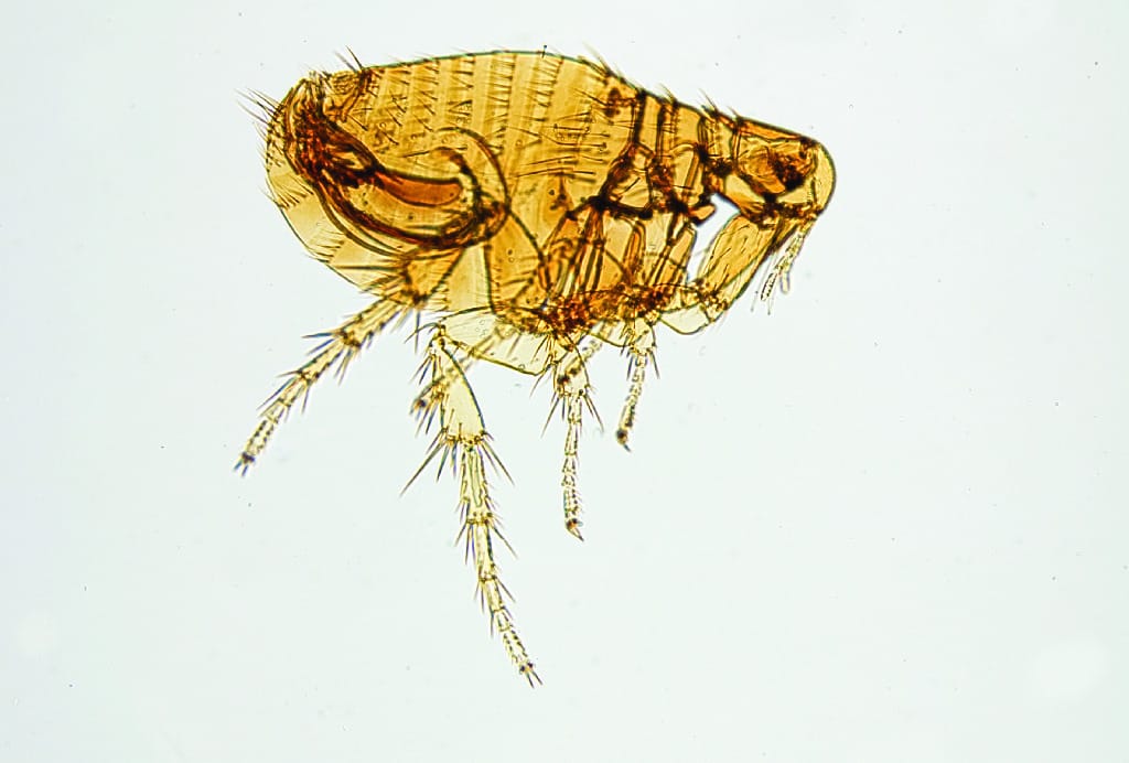 Xenopsylla cheopis, Adult Slide