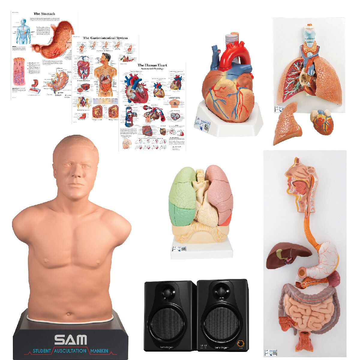 3B Scientific® Advanced Auscultation Training Set