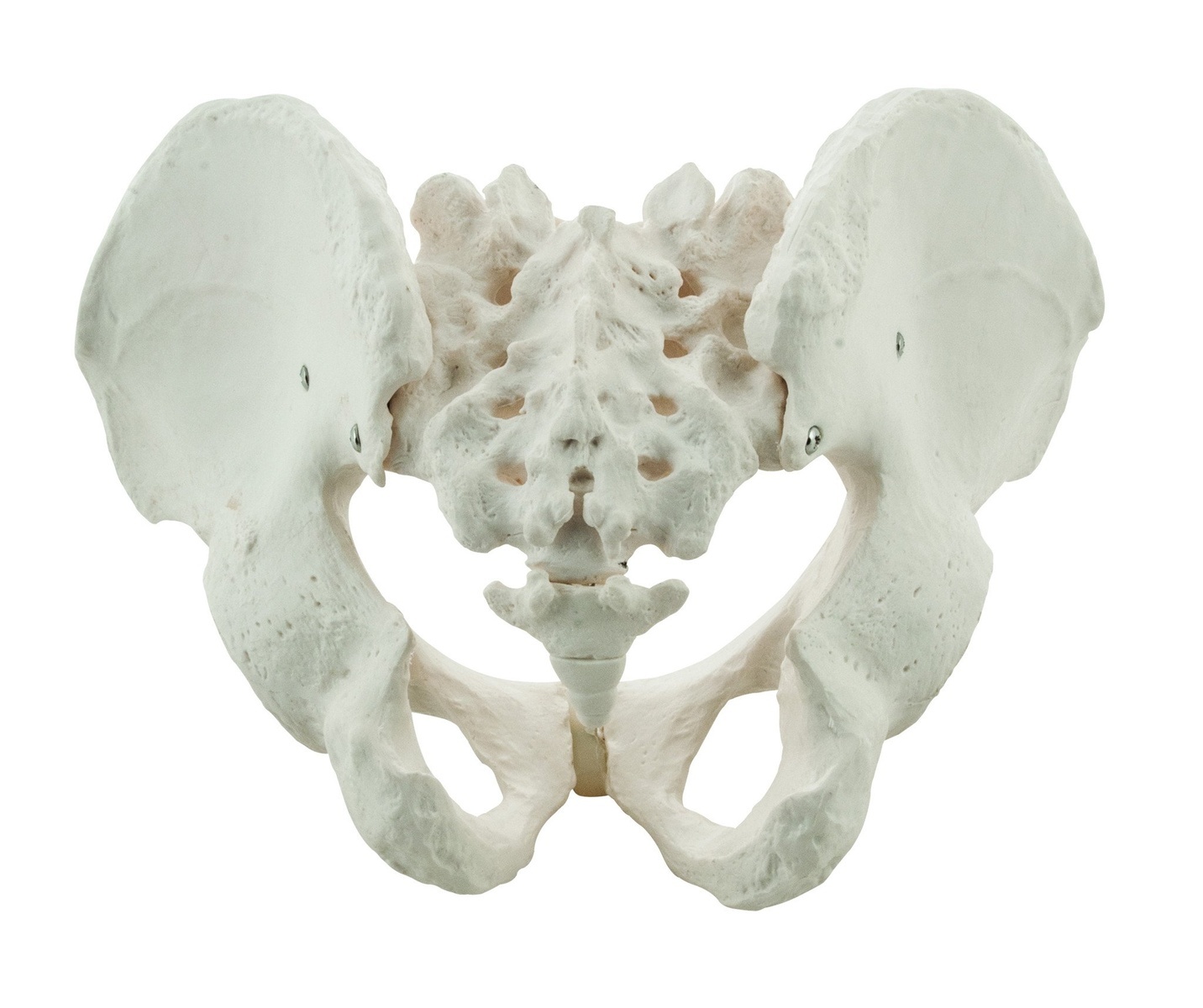 Eisco® Life Size Male Pelvis