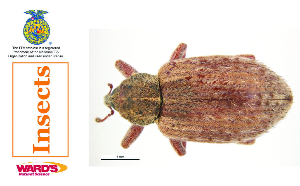 Ward's® Agricultural Science Flash Cards