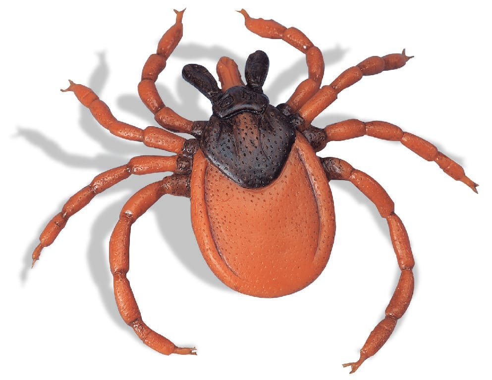 3B Scientific® Castor Bean Tick