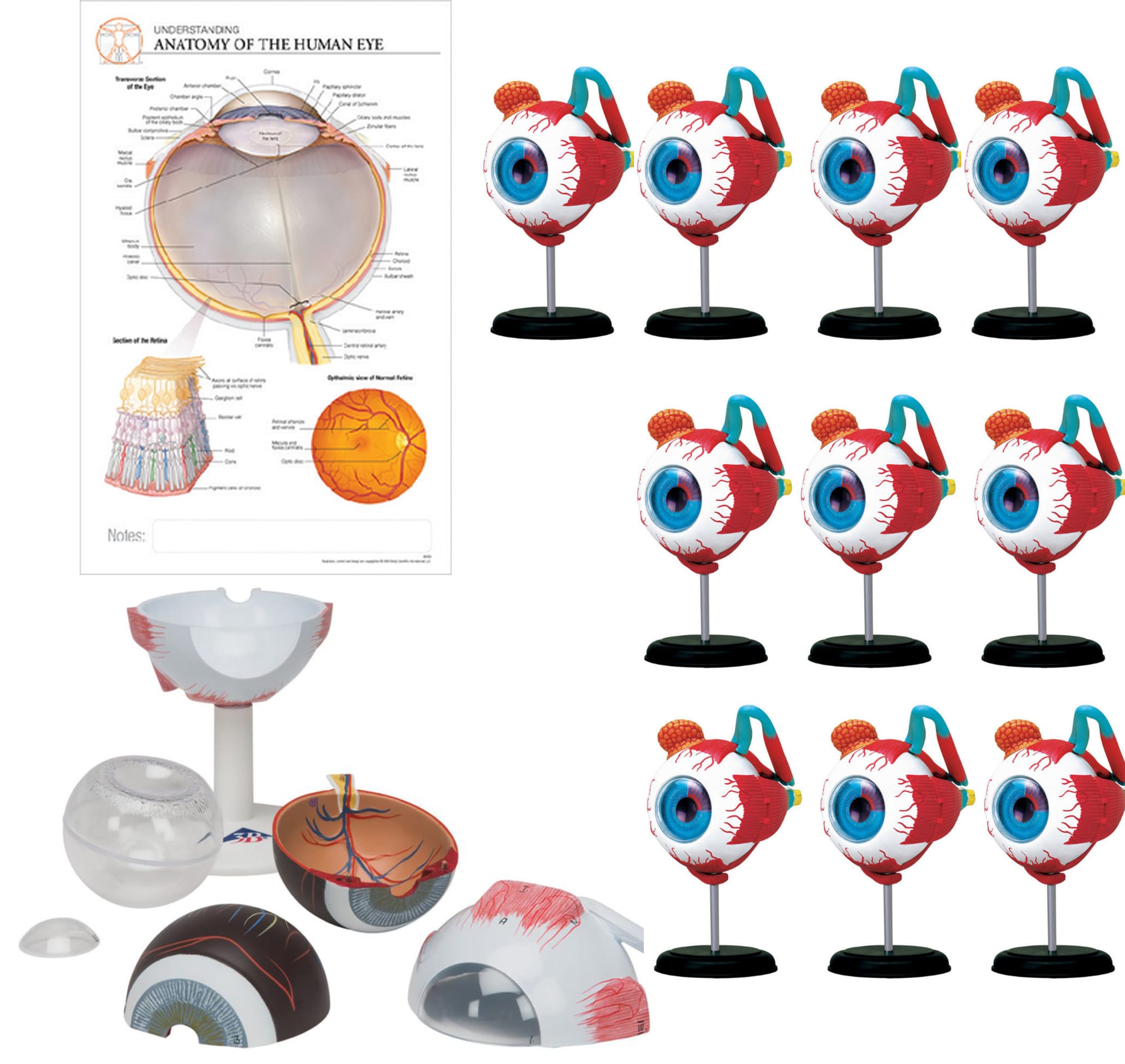 Classroom Model Bundles