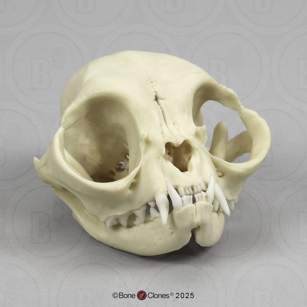 Bone Clones® Persian Cat Skull
