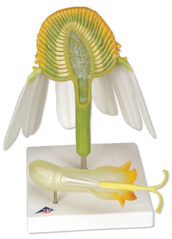 3B Scientific® Floral Models