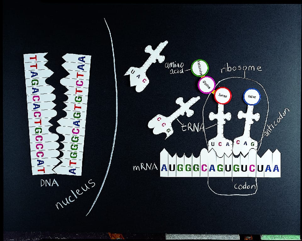 Ward's® Protein Synthesis Magnetic Model