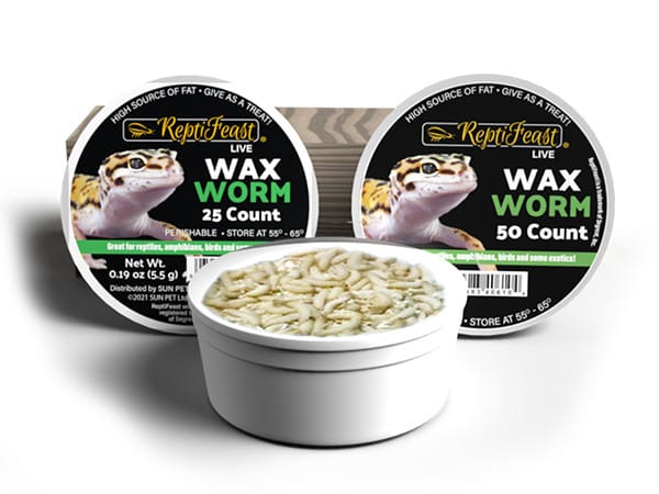 Ward's® Live Waxworms (<i>Galleria mellonella</i>)