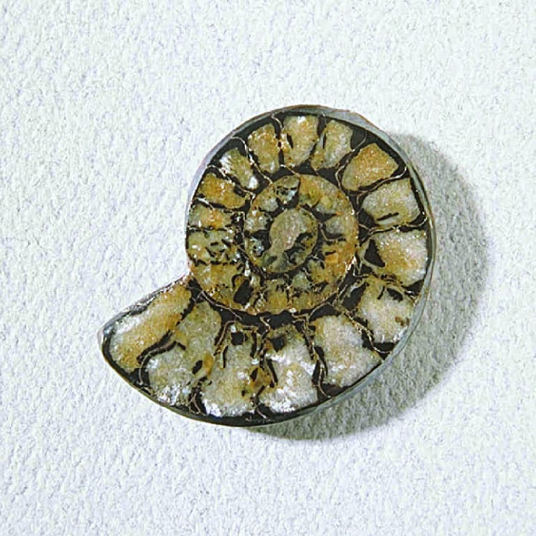 Ammonite