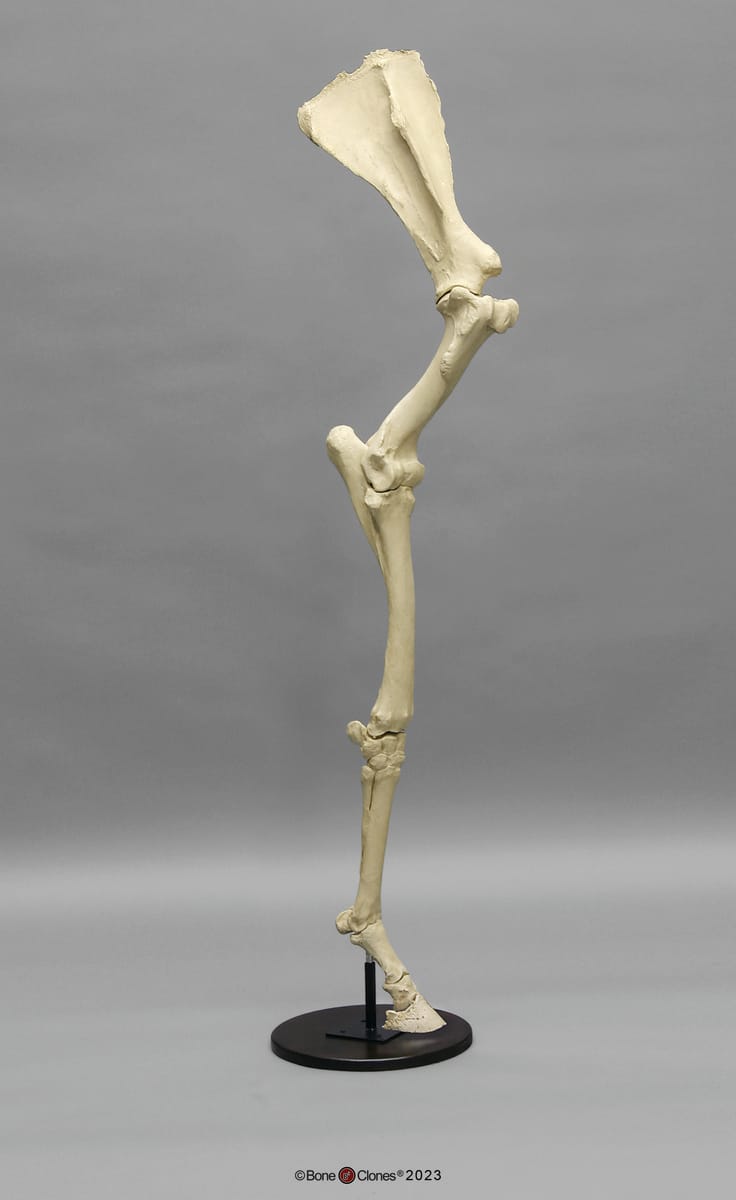 BoneClones® Limbs for Anatomical Comparison