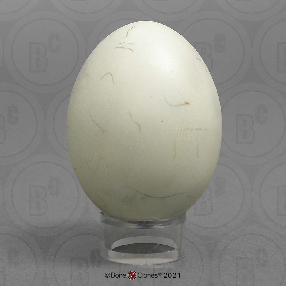 Bone Clones® North American Bird Eggs