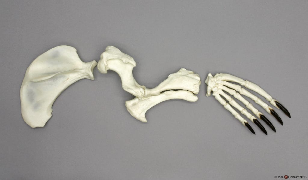 BoneClones® Limbs for Anatomical Comparison