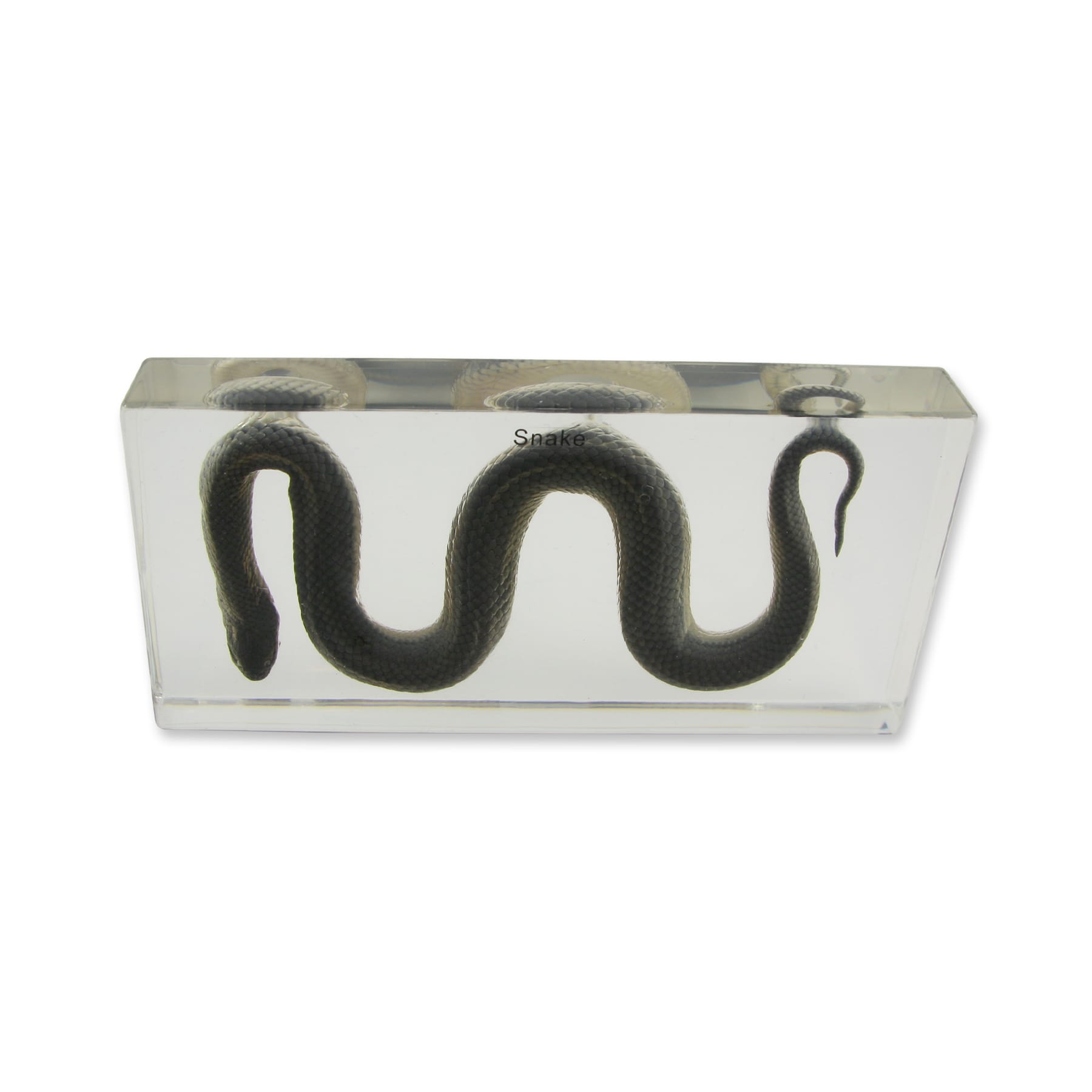 Water Snake Plastomount