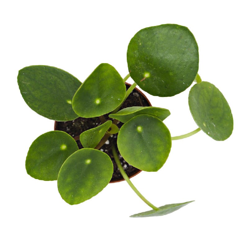 ReptiFauna Bioactive Plants
