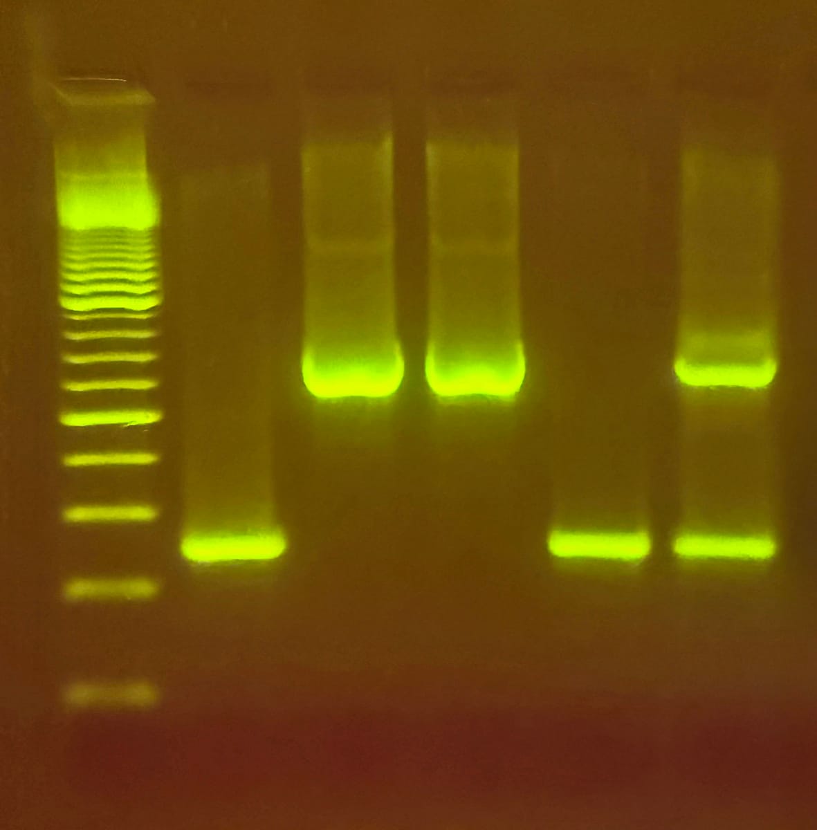Edvotek® Chickcheck: The Genetics Behind Blue Chicken Eggs